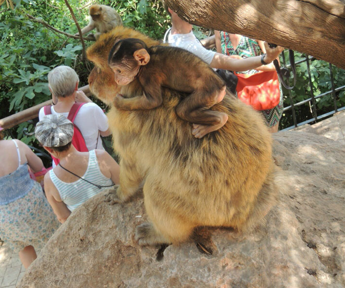 Singe aux Cascades Ouzoud