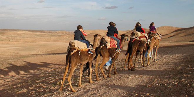 Dromadaire Agafay Desert Marrakech