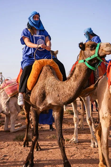 Dromadaire Agafay Désert
